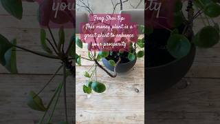 Feng Shui money plants chinesemoneyplant fengshui moneyplant fengshuitips [upl. by Asirac]