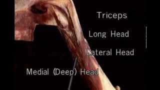 triceps brachii muscle [upl. by Ollopa]