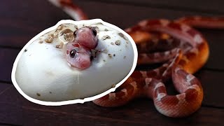 One egg two snakes Beautiful pied sided corn snake twins hatching video [upl. by Ransell]