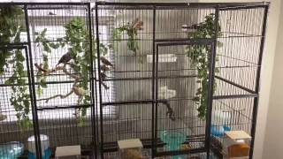 Full finch flight cage [upl. by Melly]