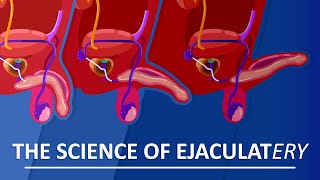 Behind The Sperm and Ejaculation [upl. by Kliber]