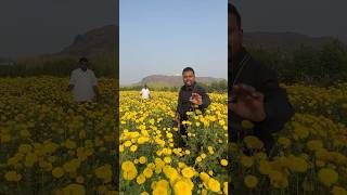 బంతి సాగుతో లాభం వచ్చింది shorts marigold youtubeshorts flower farming agriculture [upl. by Eelloh215]