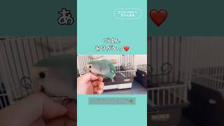 おえおえされたって愛でたいんだ！！！！！shorts コザクラインコ lovebird [upl. by Yrallih]