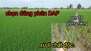 Om 18 Hè thu 2024GIẢI PHÁP Xử lí ruộng lúa bị NGỘ ĐỘC mùa nắng nóngCHỌN ĐÚNG PHÂN CHO LÚA [upl. by Aimit43]