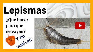 LEPISMAS 🛑 SILVERFISH ¡5 Trucos de limpieza para eliminarlos y no regresen [upl. by Thurmann]