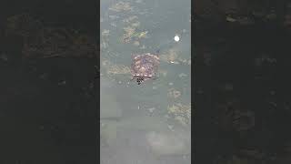 Active and Energetic Turtle Swimming Happily at the Pond shortvideo juronglakegardens testudines [upl. by Nyloc]