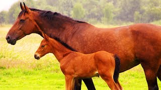 Les animaux de la ferme  Le Cheval [upl. by Garwood]