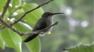 Colibrí o Zumbador Dorado Anthracothorax dominicus  Antillian Mango Hummingbird [upl. by Zima]