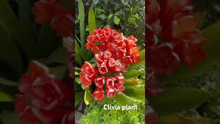 Clivia plant like Amaryllis lilly plant but this not bulbs plant This is rooted plant [upl. by Tarrel]