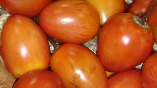 Recomendaciones para la Selección de tomate de Árbol  TvAgro por Juan Gonzalo Angel [upl. by Ennairda]