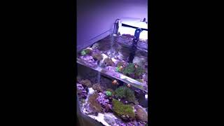 Nano reef tank 49l  12gal UPDATE [upl. by Nnaeinahpets]