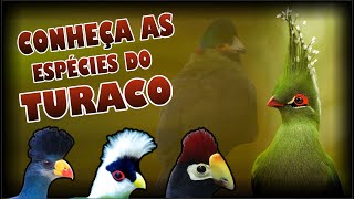 TODAS AS ESPÉCIES DO TURACO  CONHEÇA AS VARIEDADES DA FAMÍLIA MUSOPHAGIDAE [upl. by Enimrac]