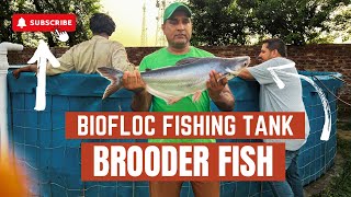 Biofloc Fish Farming in Pakistan  Brooder Fish  HSN Entertainment [upl. by Nova]