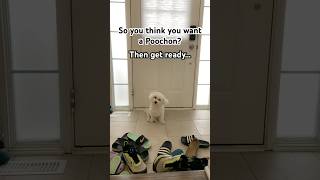 If you want a PoodleBichon mix get ready… poochon funnydog getready bichonfrisé poodle [upl. by Luciano61]