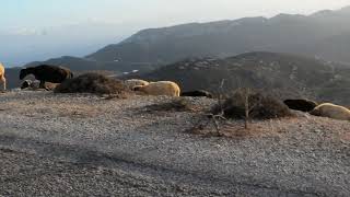 Sheep of Amorgos [upl. by Learsi503]