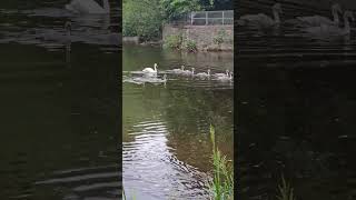 Swans and cygnets on the Water of Leith nature scotland [upl. by Adnilema273]