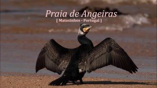 Praias de Angeiras [upl. by Otilrac]