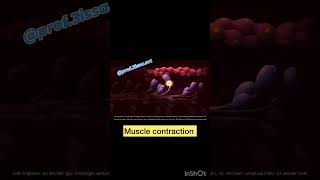 Muscle contraction animation…shorts youtubeshorts viral medical biology neet class11 mbbs [upl. by Arndt441]