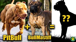 TOP 10 Pitbull Terrier Mix Breed Dogs You Dont Know About [upl. by Selinski]