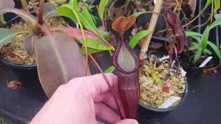 Species Spotlight Nepenthes densiflora [upl. by Kassie713]