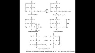 Structures of Phospholipids Phosphatidylcholine Phosphatidylethanolamine Phosphatidylserine [upl. by Ramad]