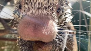 Prehensiletailed Porcupine Quilliam Enjoys a Snack [upl. by Sherilyn]