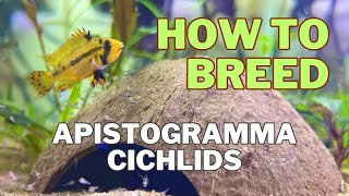 How to breed Apistogramma Cacatuoides [upl. by Tuppeny]