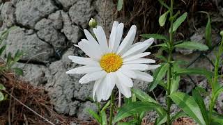 샤스타데이지Leucanthemum x superbum 「꽃말  인내와 평화」 [upl. by Debi]