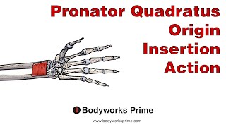 Pronator Quadratus Anatomy Origin Insertion amp Action [upl. by Ybba217]