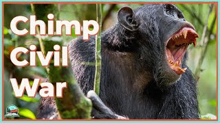 The INSANITY of the Gombe Chimpanzee War [upl. by Alleiram]