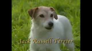 Dog Breeds  Jack russel terrier Dogs 101 Animal Planet [upl. by Aekin]