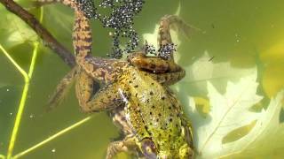 Frogs Fertilizing Eggs [upl. by Deborah]