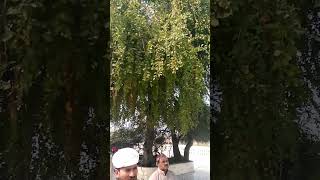 Gur Dawara sucha Sahib Part 3shortsvideo [upl. by Sarene]