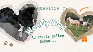 La difficulté du deuil animalier 7 WEEKLY VLOG S2 [upl. by Ymor]