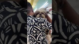 Vet appointment for booster and easy ear hair removal powder [upl. by Noswal]