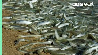 Why Are These Fish Beaching Themselves  BBC Earth [upl. by Engel]