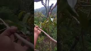 Pruning Dan Perawatan TW Durian Musangking Duri Hitam Bawor Di Pohon Sehu [upl. by Luanni343]