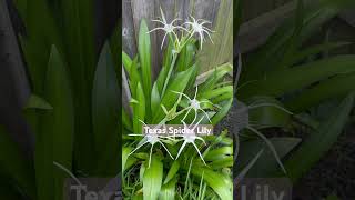 Hymenocallis liriosme 😍 smells so good nativeplants plantnative [upl. by Adorne]