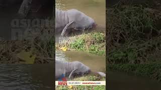 ചാലക്കുടിപ്പുഴയിൽ പൊന്തിയ കാട്ടാനയുടെ ജഡം elephant chalakudy rain [upl. by Volny]