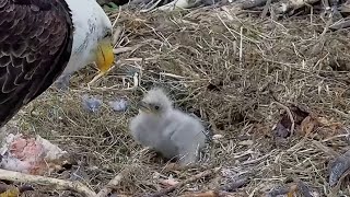 Trempealeau Eagles Another great feeding by Mrs T TE2 has a nice crop – 04152024 [upl. by Fitzhugh]