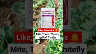 Pegasus insecticide syngenta ☘️ Mite Thrips Whitefly control pegasus insecticide agriculture [upl. by Nyladnek387]