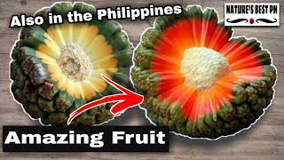 Amazing fruit with great health benefits  Best of Hala fruit or screwpine [upl. by Eachelle593]