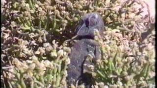 Reptiles in the Namib desert 1996 [upl. by Fontes]