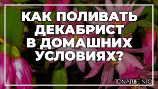 Как поливать декабрист в домашних условиях  toNatureInfo [upl. by Rubinstein371]