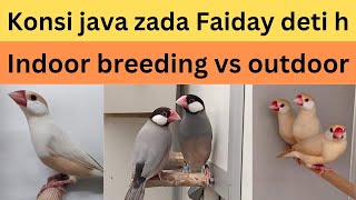 konsi java sparrow zada faida deti h  November 11 2024 [upl. by Ardin273]