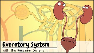 Excretory System and the Nephron [upl. by Elvah]