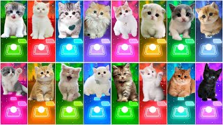 ALL CUTE CATS PT2  IMAGINE DRAGONS  WAKA WAKA  BTS  BLACKPINK  SAVAGE LOVE MAROON 5 TILES HOP [upl. by Omle]