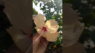 Sajdi ki ayhe Lakho song beautiful flower youtubeshort ❤️🏵️💮viralvideo song nagesia family 😊❤️ [upl. by Stephannie]