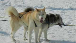 International Huskies run  Schlittenhunde in Bad Mitterndorf  Krungl 2012 [upl. by Costanza100]