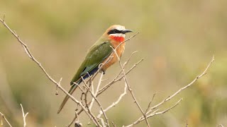 Whitefronted Beeeaters in Kenya [upl. by Dnana164]